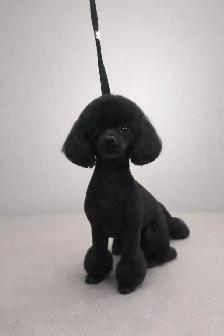 Grooming for mini and small dogs - Photo 2