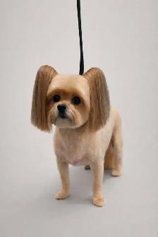Grooming for mini and small dogs - Photo 3