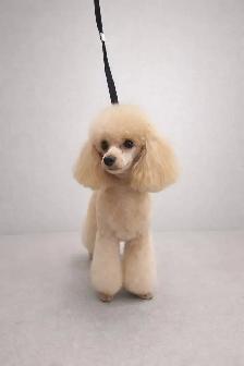 Grooming for mini and small dogs - Photo 4