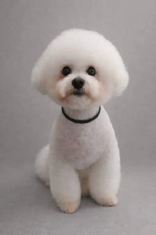 Grooming for mini and small dogs - Photo 5