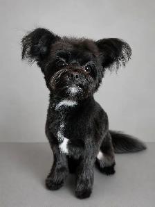 Grooming for mini and small dogs - Photo 6