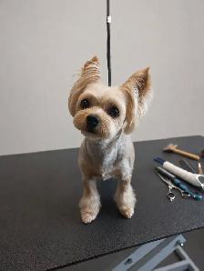Grooming for mini and small dogs - Photo 7