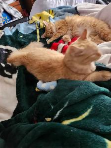 Baby Kittens Doll Face Persian,  Ragdoll, & Red Tabby Mix shot - Photo 2