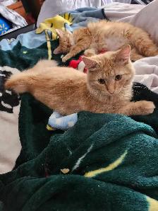 Baby Kittens Doll Face Persian,  Ragdoll, & Red Tabby Mix shot - Photo 6