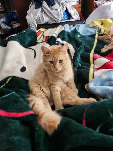 Baby Kittens Doll Face Persian,  Ragdoll, & Red Tabby Mix shot - Photo 7