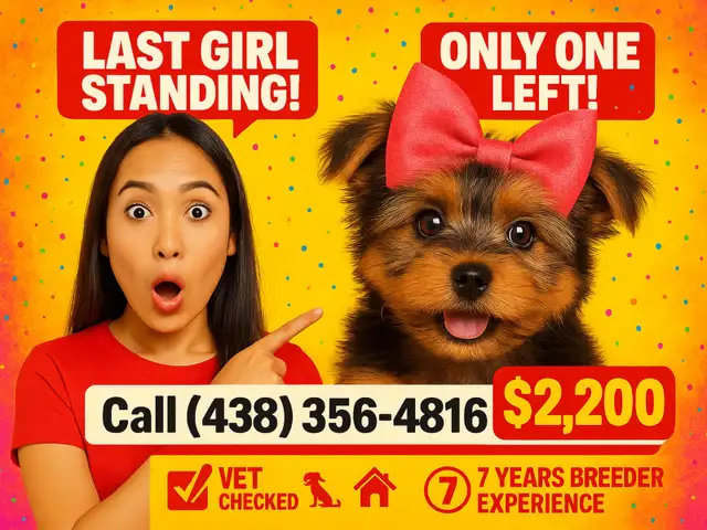 ⚠️ LAST GIRL STANDING! Best Yorkie in town ✨ Trained & Ready