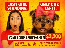 ⚠️ LAST GIRL STANDING! Best Yorkie in town ✨ Trained & Ready