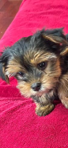 ⚠️ LAST GIRL STANDING! Best Yorkie in town ✨ Trained & Ready - Photo 2