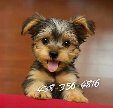 ⚠️ LAST GIRL STANDING! Best Yorkie in town ✨ Trained & Ready - Photo 4