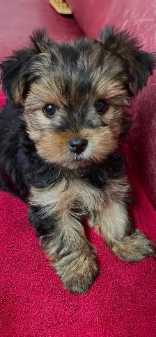 ⚠️ LAST GIRL STANDING! Best Yorkie in town ✨ Trained & Ready - Photo 7