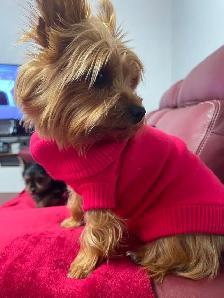 ⚠️ LAST GIRL STANDING! Best Yorkie in town ✨ Trained & Ready - Photo 8