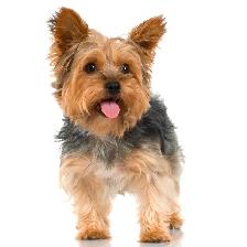 ⚠️ LAST GIRL STANDING! Best Yorkie in town ✨ Trained & Ready - Photo 9