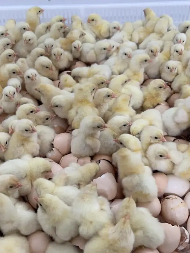 Day old Cornish Cross chicks ready for pick up