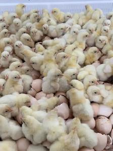 Day old Cornish Cross chicks ready for pick up
