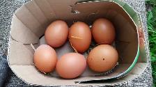 Oeufs du refuge Laurentides $4 la douzaine