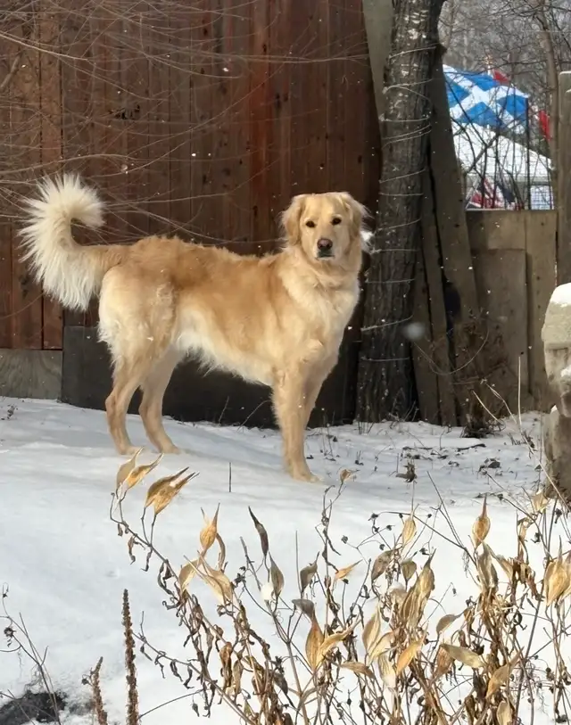 5 Year Old Male Goldendoodle