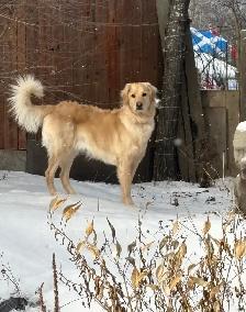 5 Year Old Male Goldendoodle