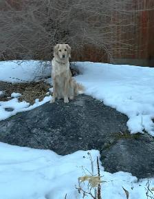 5 Year Old Male Goldendoodle - Photo 2
