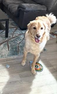 5 Year Old Male Goldendoodle - Photo 3