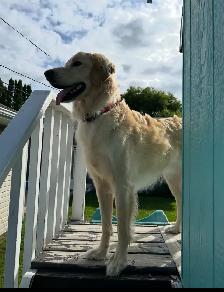 5 Year Old Male Goldendoodle - Photo 4