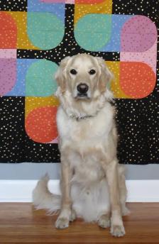 5 Year Old Male Goldendoodle - Photo 5
