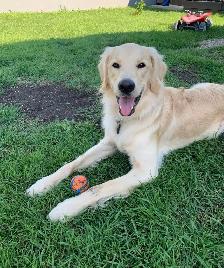5 Year Old Male Goldendoodle - Photo 6