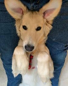 5 Year Old Male Goldendoodle - Photo 7