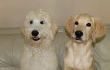 5 Year Old Male Goldendoodle - Photo 8