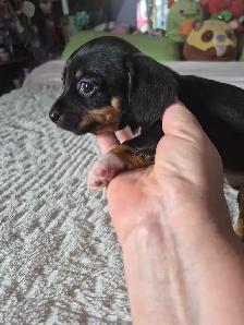 Chiweenie Puppies