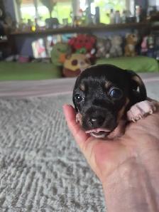 Chiweenie Puppies - Photo 2