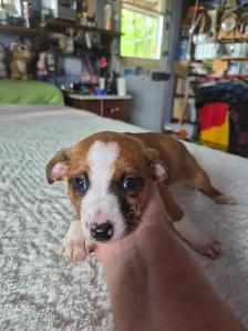 Chiweenie Puppies - Photo 3