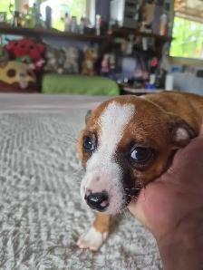 Chiweenie Puppies - Photo 4