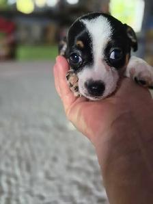 Chiweenie Puppies - Photo 5