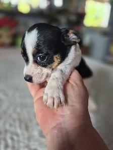 Chiweenie Puppies - Photo 6