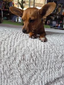 Chiweenie Puppies - Photo 7