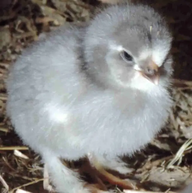 poussins de races à vendre 5$