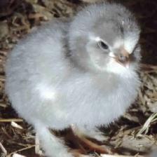 poussins de races à vendre 5$