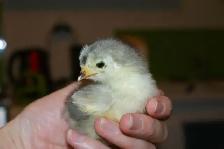 poussins de races à vendre 5$ - Photo 2