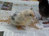 poussins de races à vendre 5$ - Photo 3