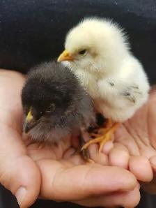 poussins de races à vendre 5$ - Photo 4