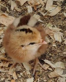 poussins de races à vendre 5$ - Photo 5