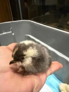 poussins de races à vendre 5$ - Photo 6
