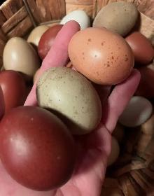 poussins de races à vendre 5$ - Photo 7