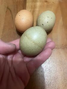 poussins de races à vendre 5$ - Photo 8