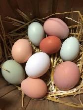 poussins de races à vendre 5$ - Photo 9