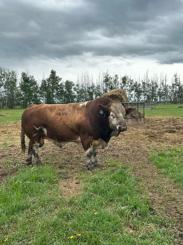 Fleckvieh Simmental Bulls Forsale