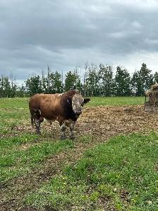 Fleckvieh Simmental Bulls Forsale - Photo 2