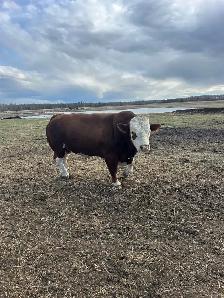 Fleckvieh Simmental Bulls Forsale - Photo 3