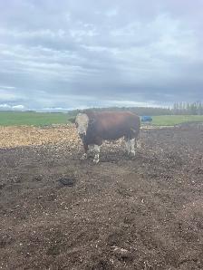 Fleckvieh Simmental Bulls Forsale - Photo 4