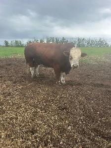 Fleckvieh Simmental Bulls Forsale - Photo 5